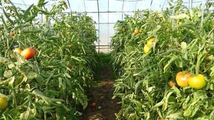 力農(nóng)蔬菜種植合作社積極應(yīng)對降溫天氣，保障蔬菜生產(chǎn)穩(wěn)定