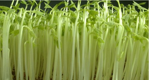 學(xué)會這6種家庭陽臺蔬菜種植方法，陽臺秒變小菜園