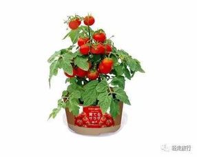 綠色微縮小天地 日本全家便利店園藝套裝全新登場