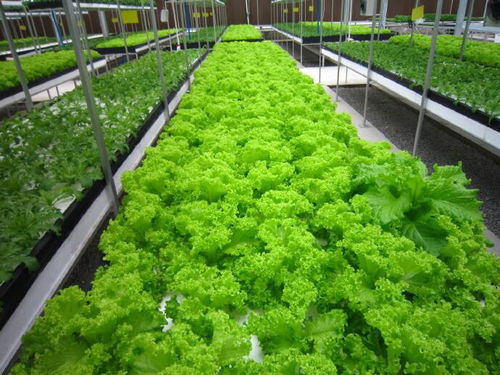 神奇植物工廠 種出十倍市場價(jià)的蔬菜秘密