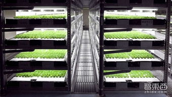 日本將建全機(jī)器人蔬菜種植工廠 農(nóng)業(yè)自動化的未來圖景